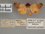 Hyblaea xanthia